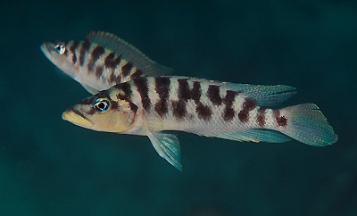 Neolamprologus fasciatus 'Moliro'